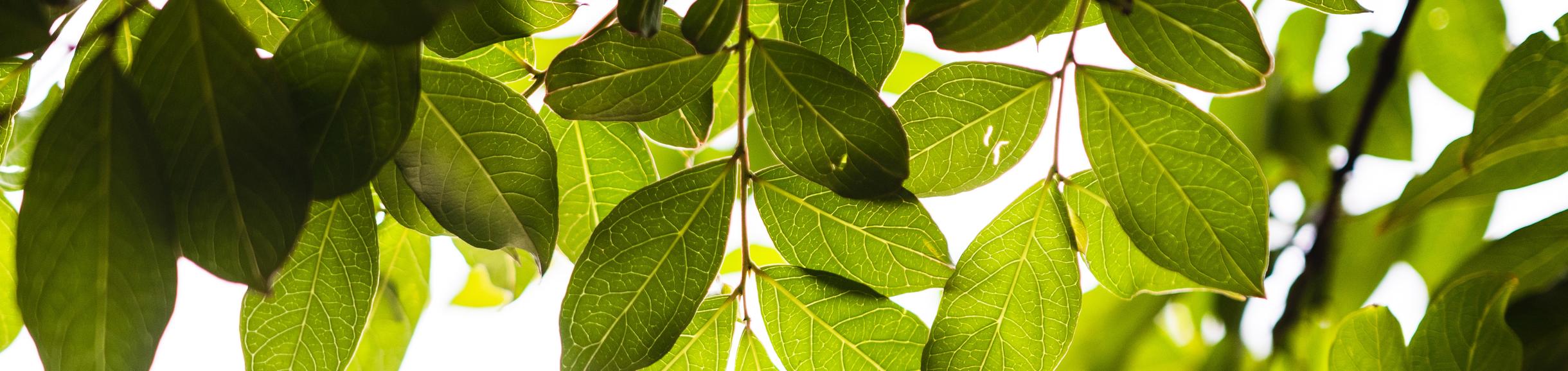 Green Leaves