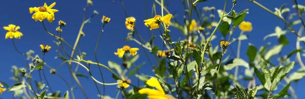Yellow Wild Flowers