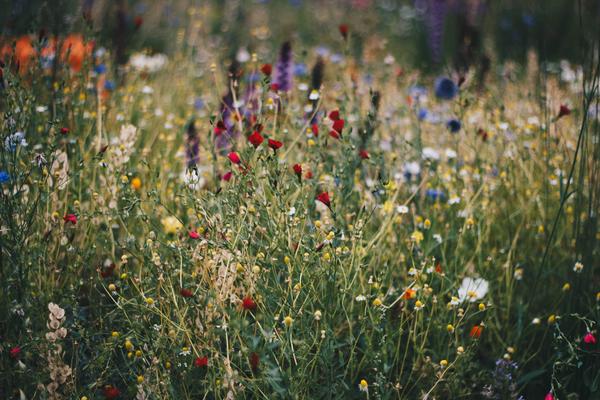 Flowers blooming in a field