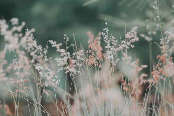 Flowers and Grass