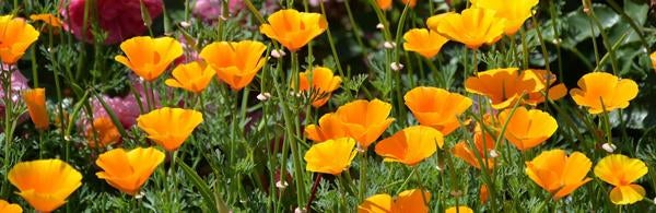 Orange Flowers