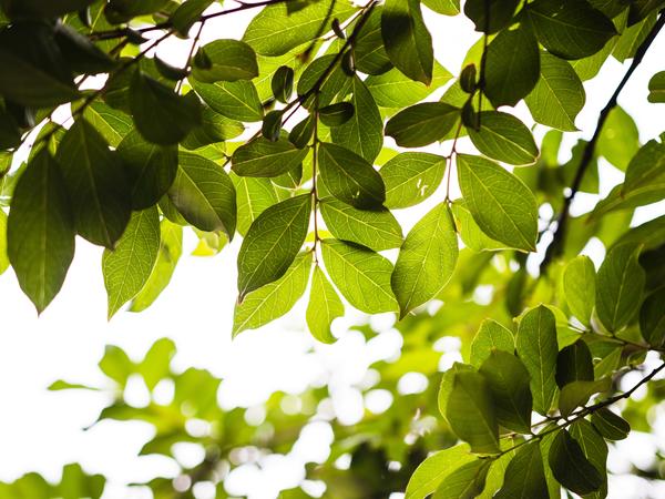 Tree Leaves